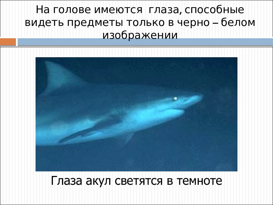 Видят ли акулы с закрытыми глазами. Акулий глаз. Видят ли акулы с закрытыми глазами. Акулий глаз. Видят ли акулы с закрытыми глазами.