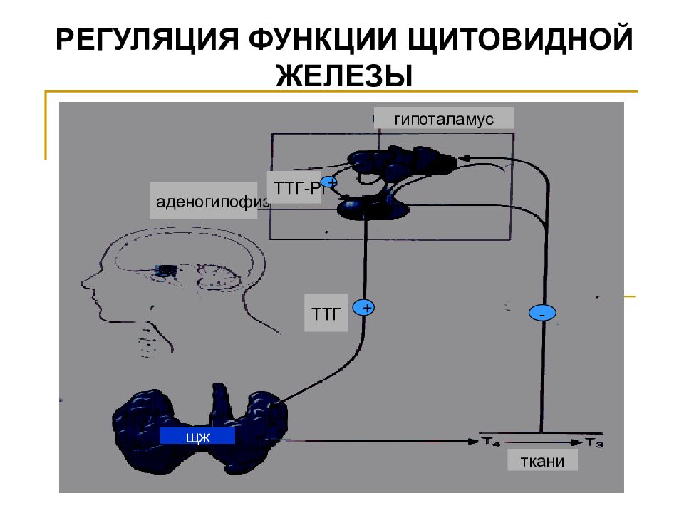 Патофизиология щитовидной железы презентация