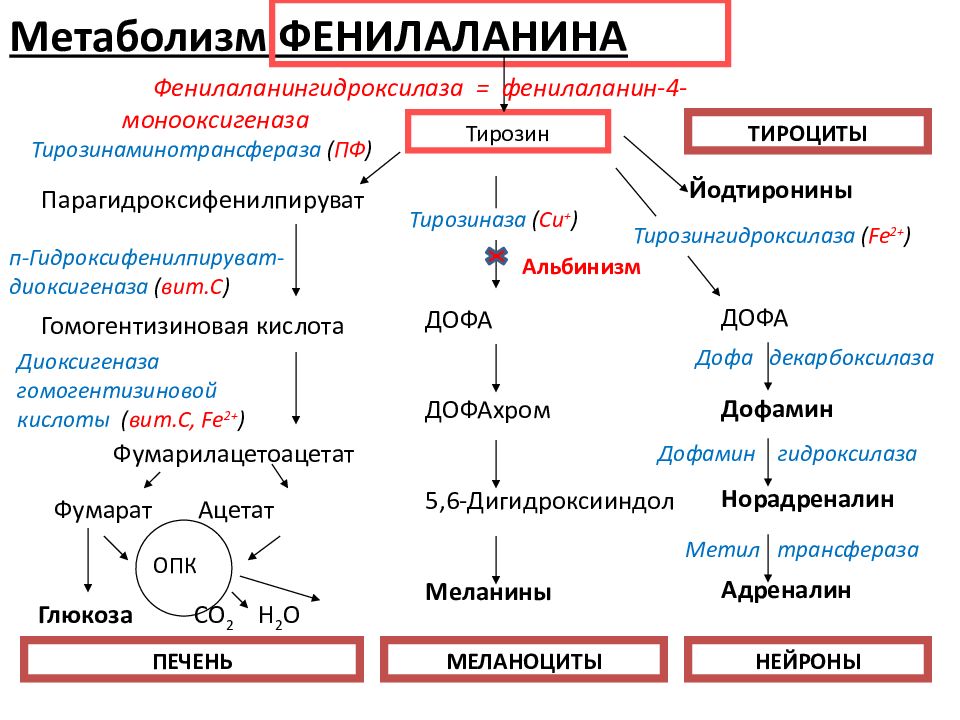 Схема превращения фенилаланина в организме