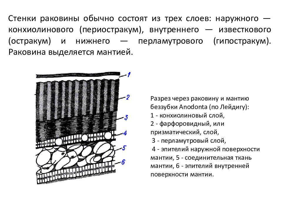 Слои моллюсков. Строение раковины моллюсков 3 слоя. Раковина моллюсков состоит из 3 слоев. Строение раковины слои. Раковина моллюсков состоит строение.