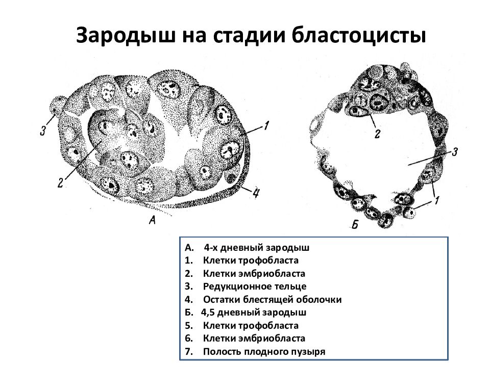 Зародыш схема гистология