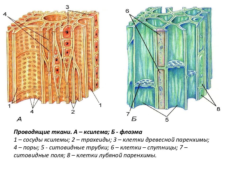 Специальные клетки проводящей ткани