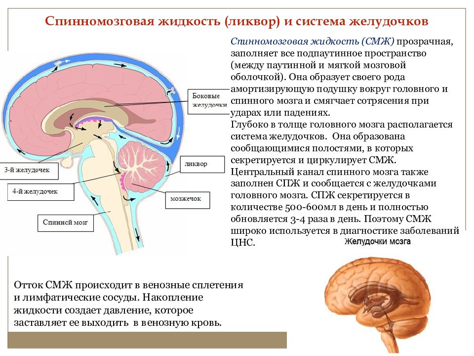 Ликворные изменения мозга. Схема оттока цереброспинальной жидкости. Пути оттока ликвора анатомия. Отток спинномозговой жидкости анатомия. Циркуляция ликвора в головном мозге.