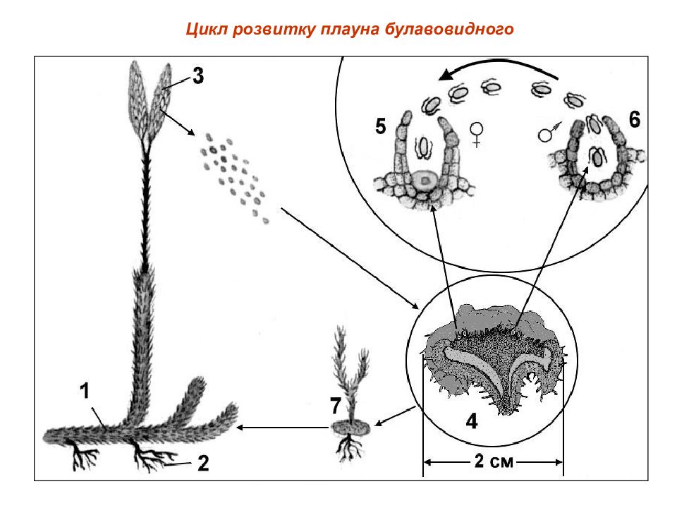 Плауновидные рисунок с подписями