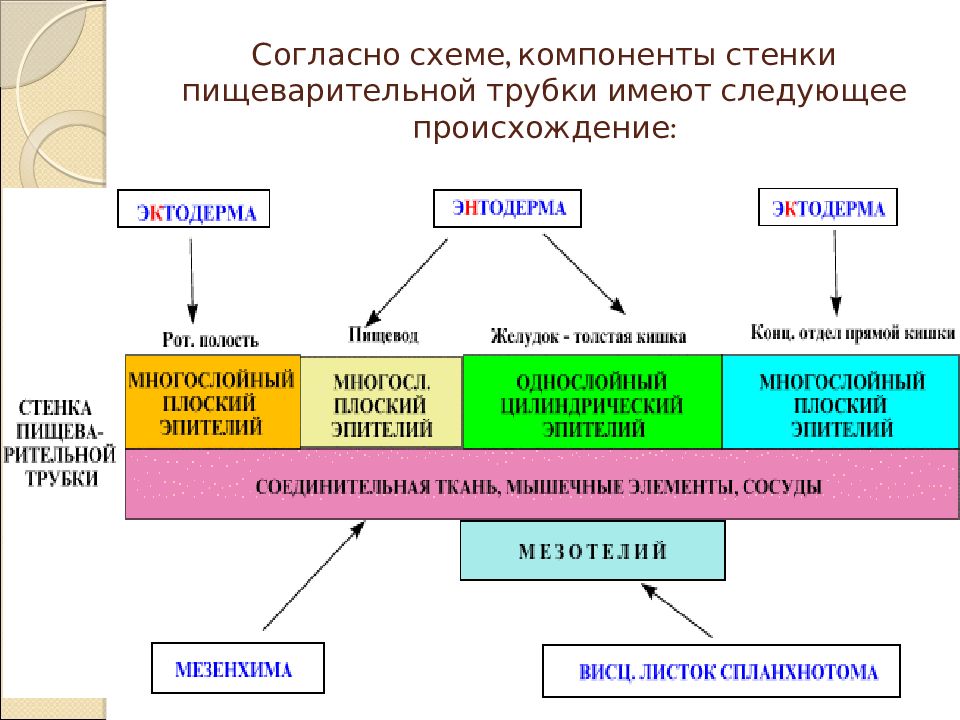 Графическая структура. Источники развития пищеварительной системы. Граф структура отделы пищеварительной трубки. Развитие пищеварительной трубки. Источник развития кишечной трубки.