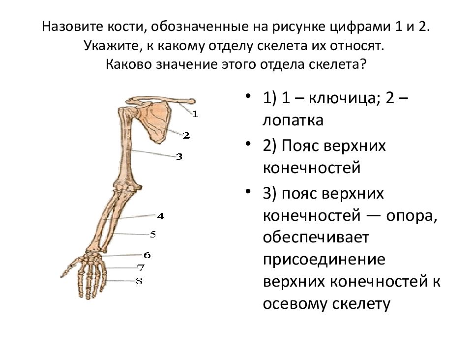 Соединения конечностей и поясов. Скелет свободной верхней конечности плечевая кость. Строение скелета верхней конечности (отделы и кости). Верхние конечности отдела отдела скелета. Расположения костей в скелете свободной верхней конечности.