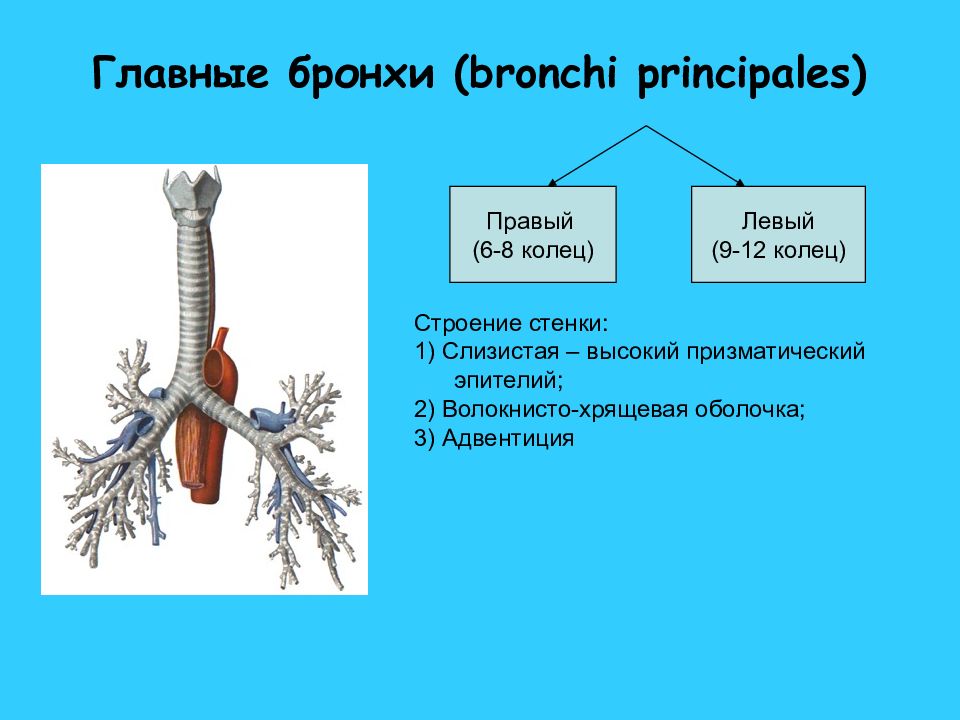 Главные бронхи. Левый главный бронх. Главный бронх. Правый главный бронх.