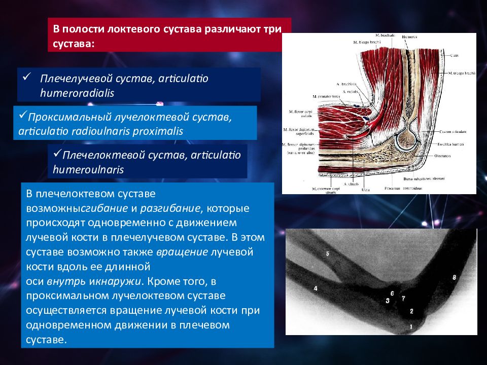 Полость локтевого сустава. Артрология локтевого сустава. Синовиальная полость локтевого сустава. Проксимальный плечелучевой сустав.