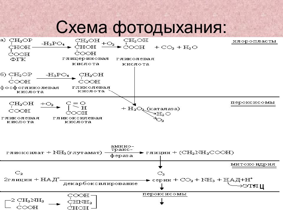 Фотодыхание это. Фотодыхание схема. Фотодыхание растений. Фотодыхание биохимия. Фотодыхание гликолатный цикл.