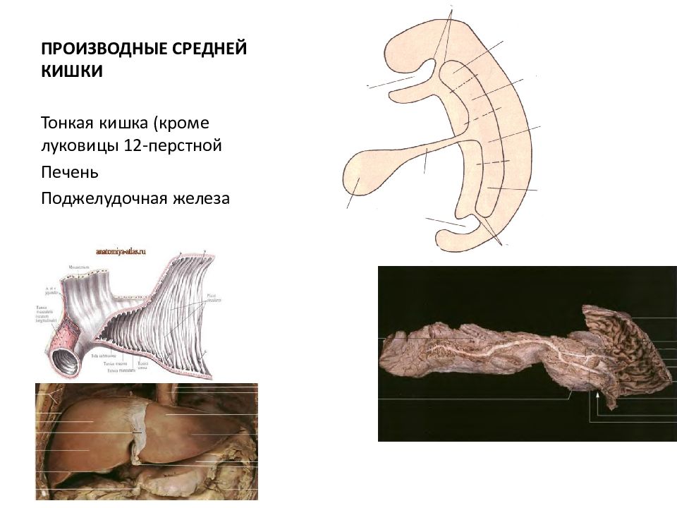 Средняя кишка презентация