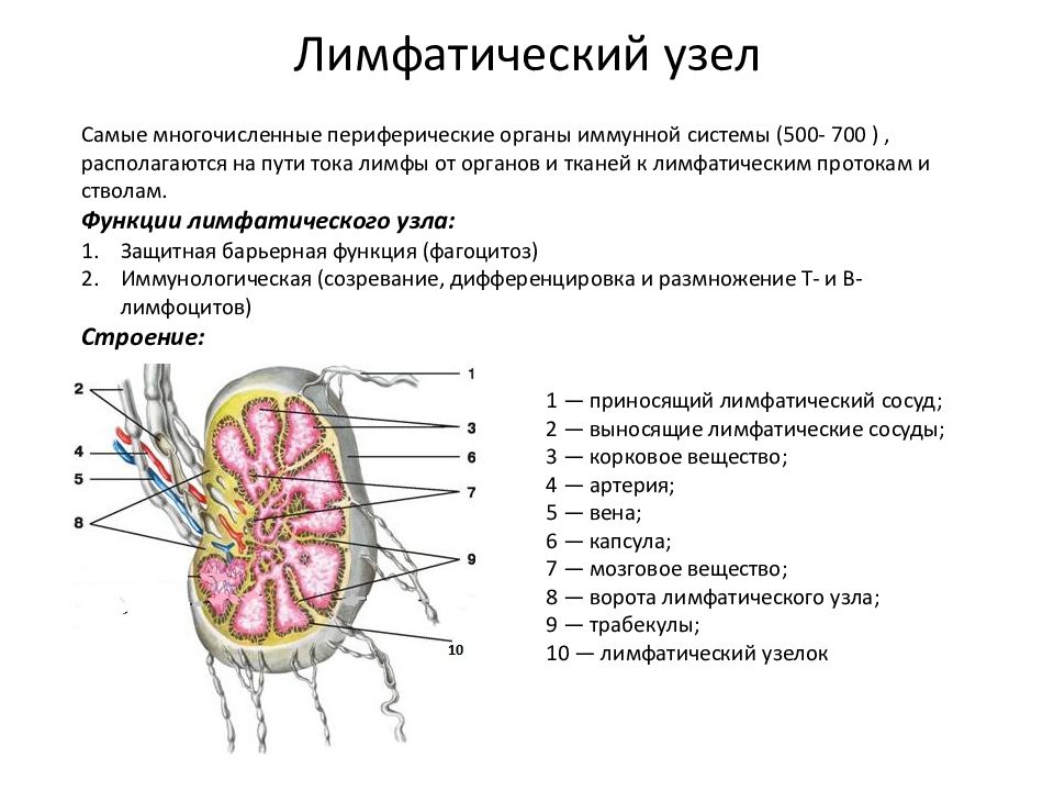 Лимфоузлы структурны. Функции структур лимфатического узла. Лимфатические узлы строение и функции. Особенности строения лимфатических узлов. Строение лимфатической системы и лимфатического узла.