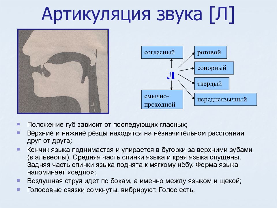 Артикуляция звука л картинка