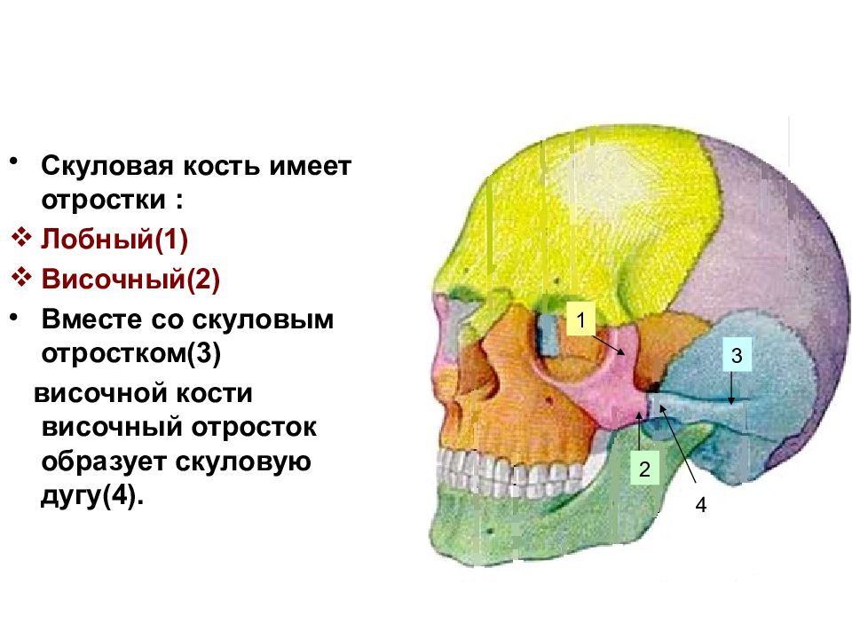 Череп анатомия презентация