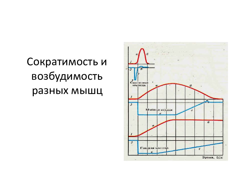 Сократимость это. Возбудимость и сократимость. Сократимость мышц. Сократимость и возбудимость гладкой мышцы график. Сократимость и возбудимость мышц разного вида.