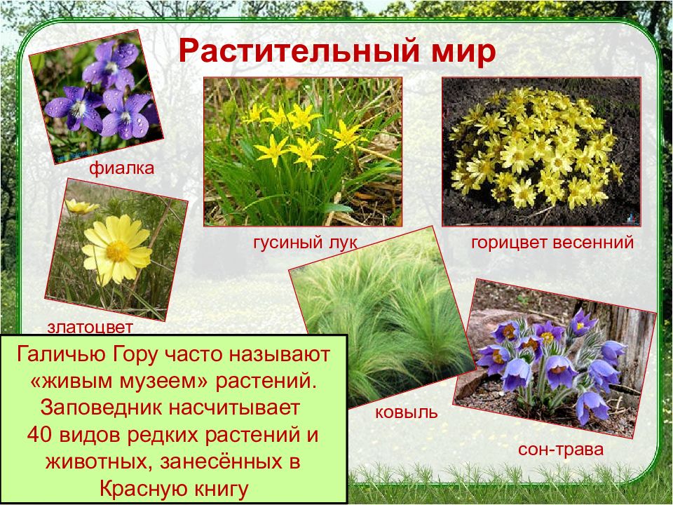 Растения красной книги липецкой области фото и названия