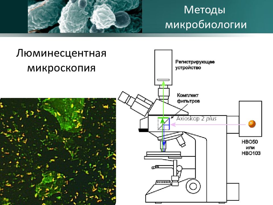 В методе темного поля микроскопии изображение объекта получается