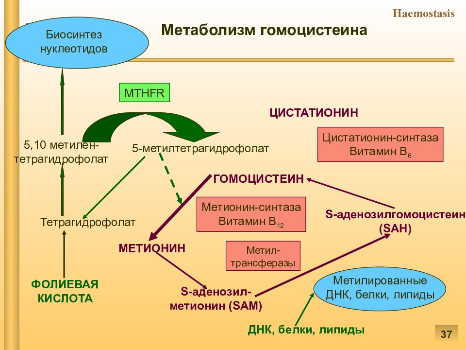 Патофизиология гемостаза презентация