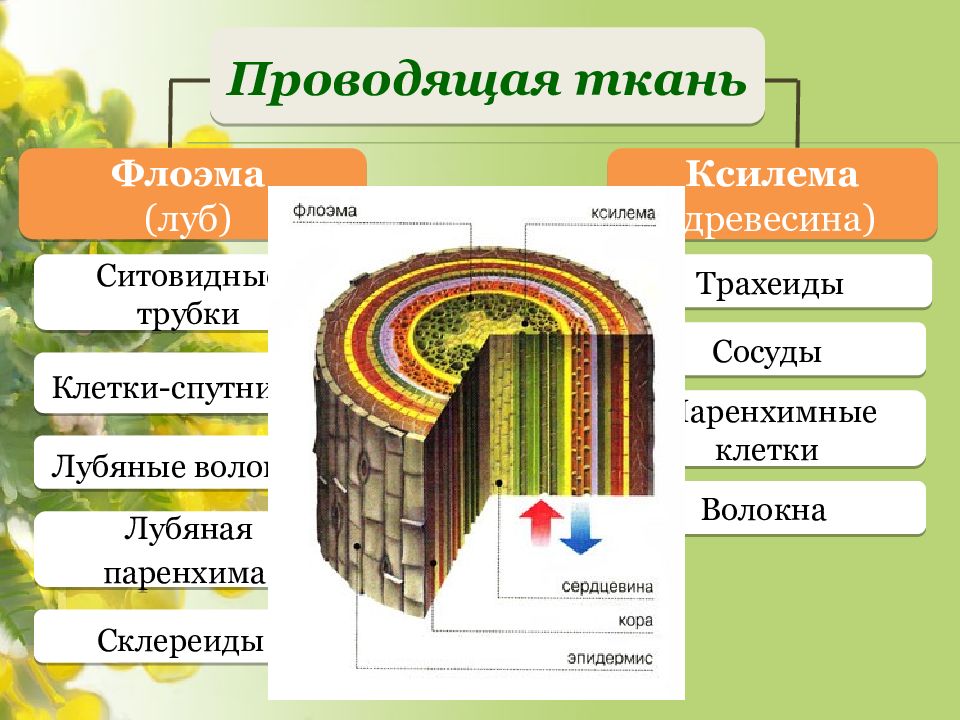 Проводящая ткань на рисунке обозначена буквой