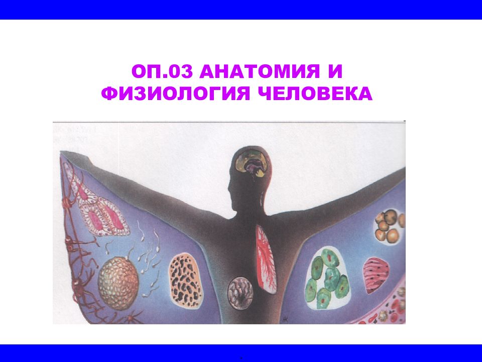 ОП.03 АНАТОМИЯ И ФИЗИОЛОГИЯ ЧЕЛОВЕКА .