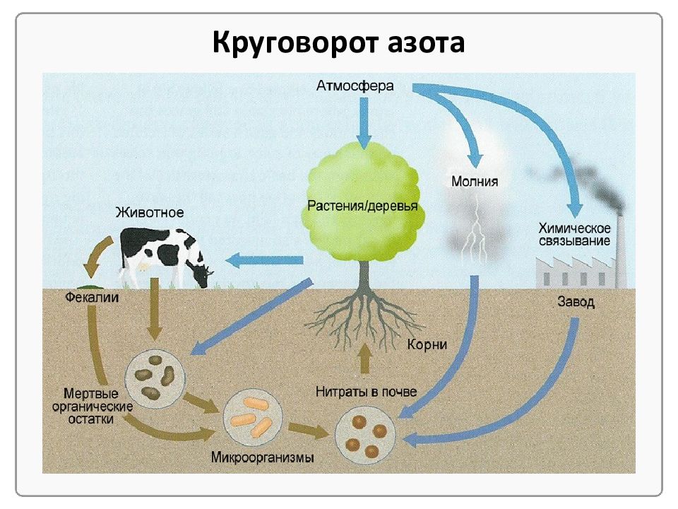 Круговорот биогенных элементов схемы