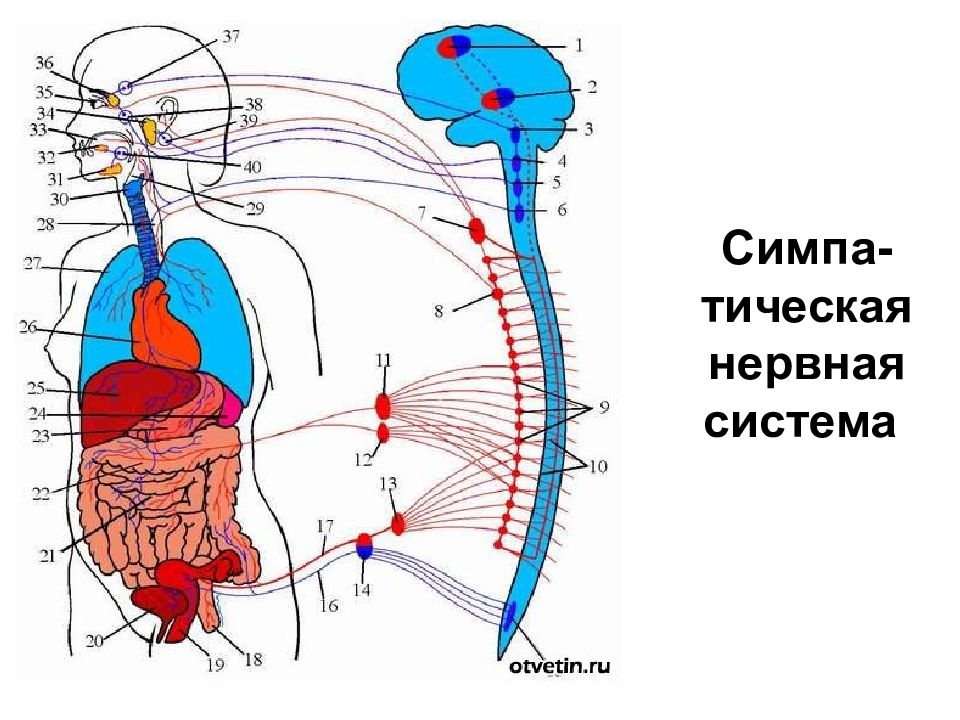 Симпатические нервы. Вегетативная нервная система рисунок. Парасимпатический ствол. Вегетативная нервная система с подписями. Нервы вегетативной системы.