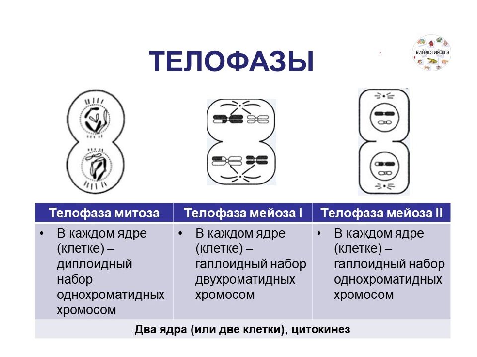 Егэ митоз мейоз рисунки