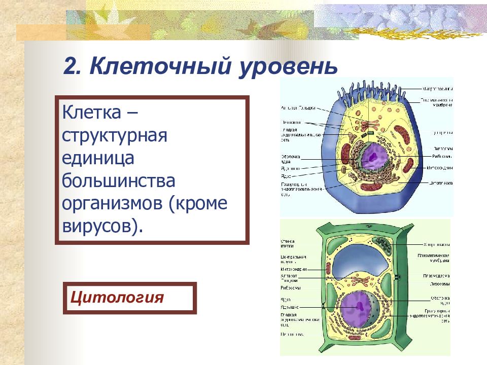 Черты сходства клеток животных и бактерий