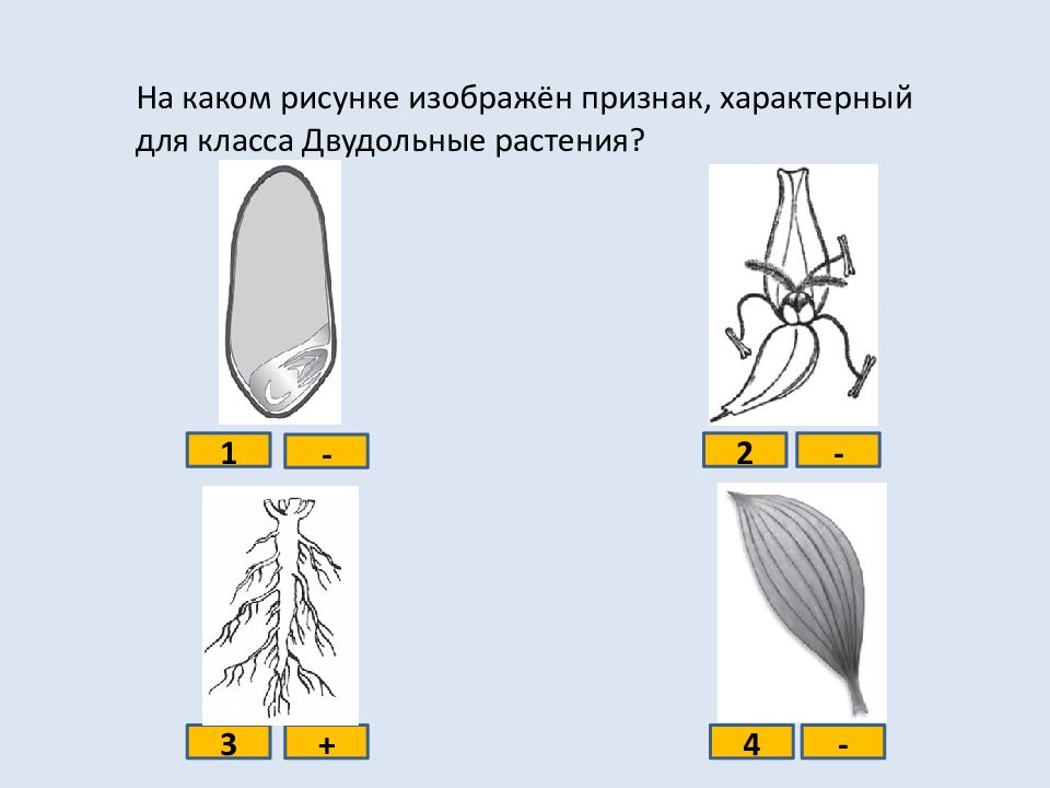 Определи на каком рисунке изображен признак характерный для класса двудольных растений