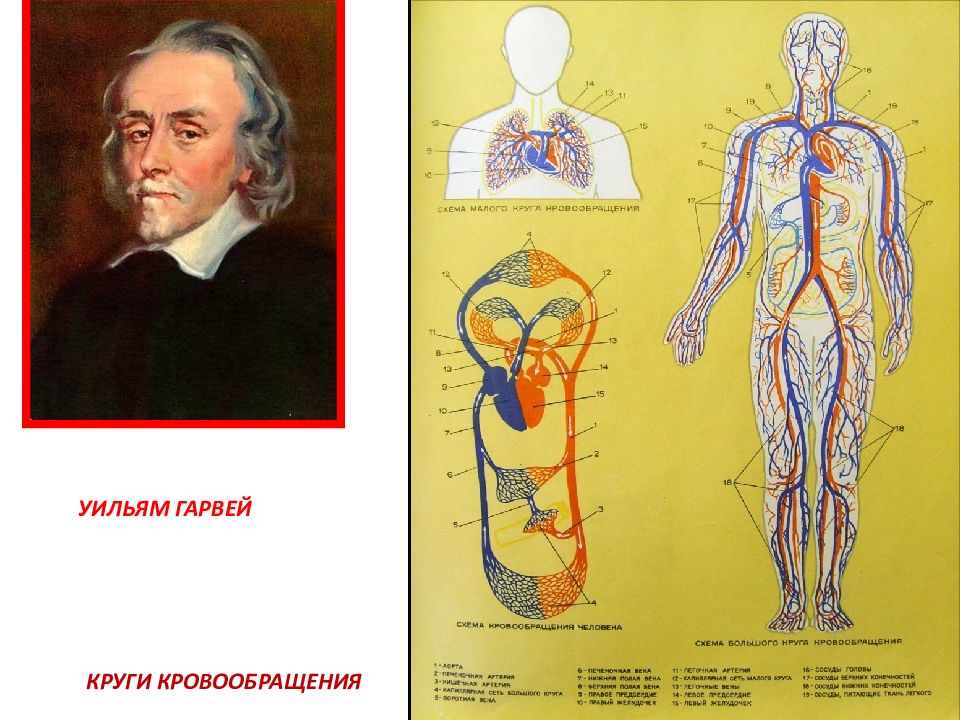 Физиолог человека. Физиология человека строение. Тело человека анатомия. Уильям Гарвей круги кровообращения. Физиология картинки.