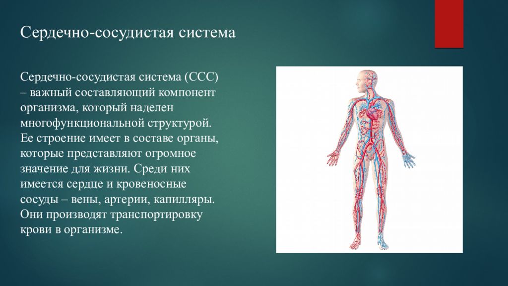 Сердечное дыхание. Презентация на тему сердечно сосудистая система человека. Нервная сердечно сосудистая система. Сердечно сосудистая и дыхательная система. Сердечно-сосудистая дыхательная и нервная системы.