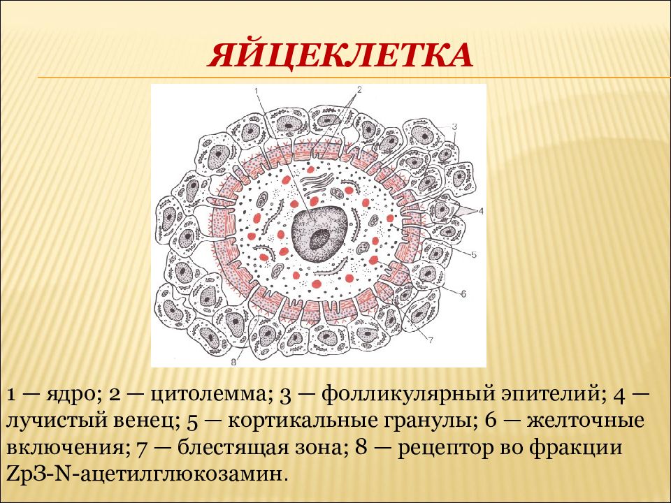 Яйцеклетка строение. Лучистый венец яйцеклетки. Строение яйцеклетки человека схема. Строение яйцеклетки цитолемма. Яйцеклетка строение рисунок.