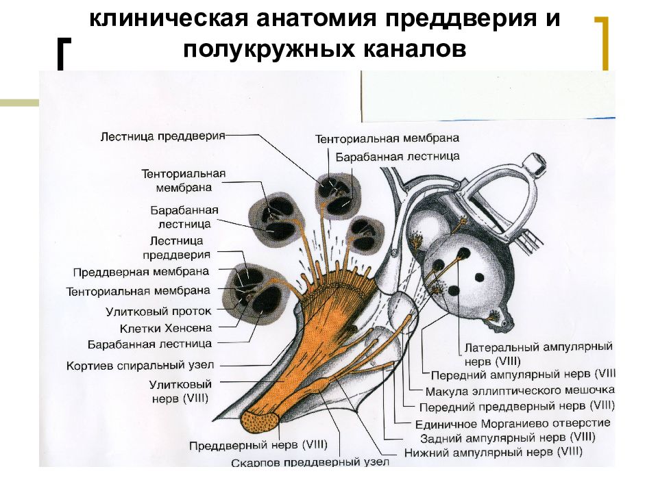 Анатомия каналов. Анатомия преддверия и полукружных каналов. Клиническая анатомия преддверия и полукружных каналов уха. Клиническая анатомия. Клиническая анатомия полукружных каналов.