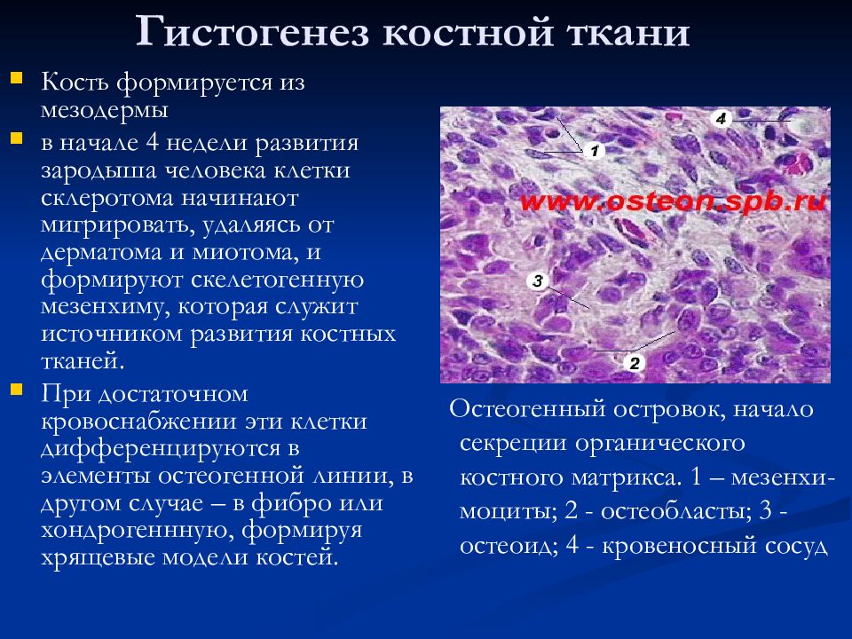 Гистогенез клеток костной ткани схема