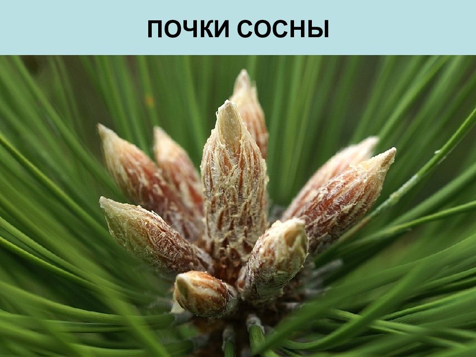 Почки сосны рисунок