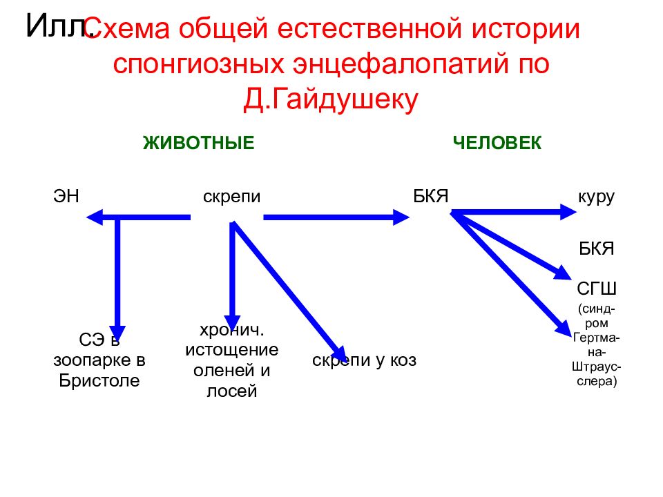 Онкогенные вирусы презентация