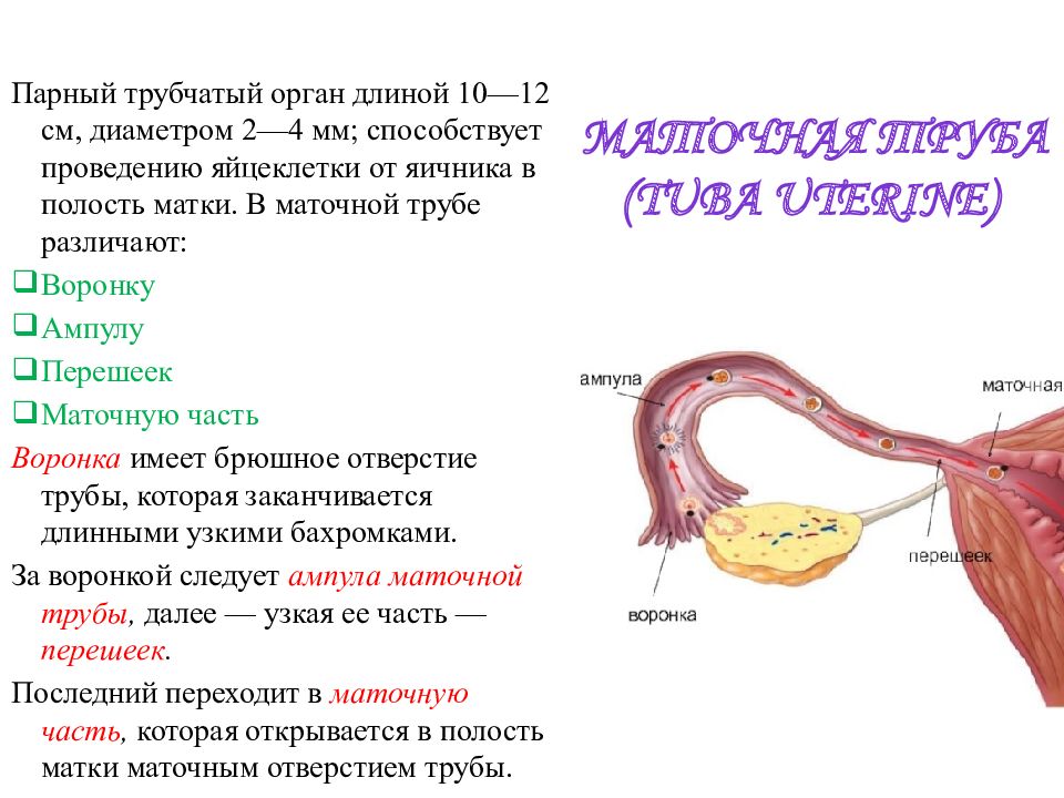 Описание женского пола. Матка маточная труба яичник анатомия. Отделы маточной трубы схема. Строение трубы матки. Отверстия маточной трубы анатомия.
