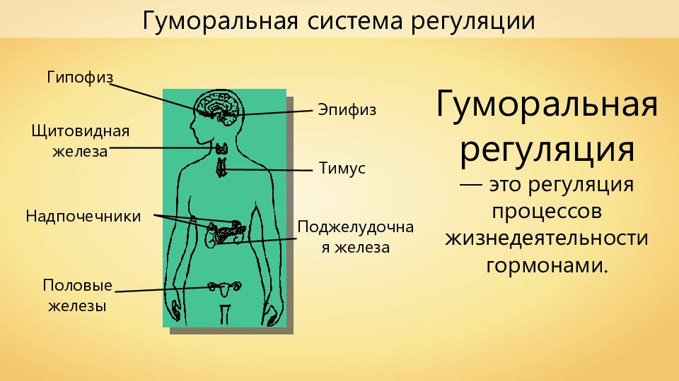 Органы регуляцией человека. Гуморальная регуляция эндокринная система человека. Гуморальная система человека строение. Эндокринная система- гуморальная регуляция функций организма. Эндокринная система гуморальная гормоны.