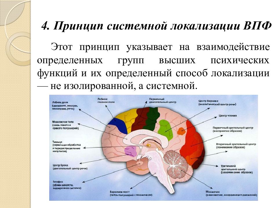 Локализация высших психических функций в коре головного мозга. ВПФ И их мозговая организация. Принципы локализации ВПФ В головном мозге. Источник высших психических функций