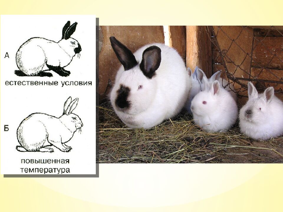 Экспресс-тест 1-й вариант 1. Случайное расхождение гомологичных хромосом при