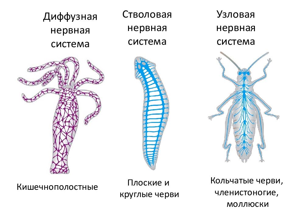 Диффузно узловая трубчатой нервной системы. Нервная система плоских червей диффузного типа. Нервная система диффузного типа у кишечнополостных. Типы нервных систем у червей. Нервная система плоских червей.