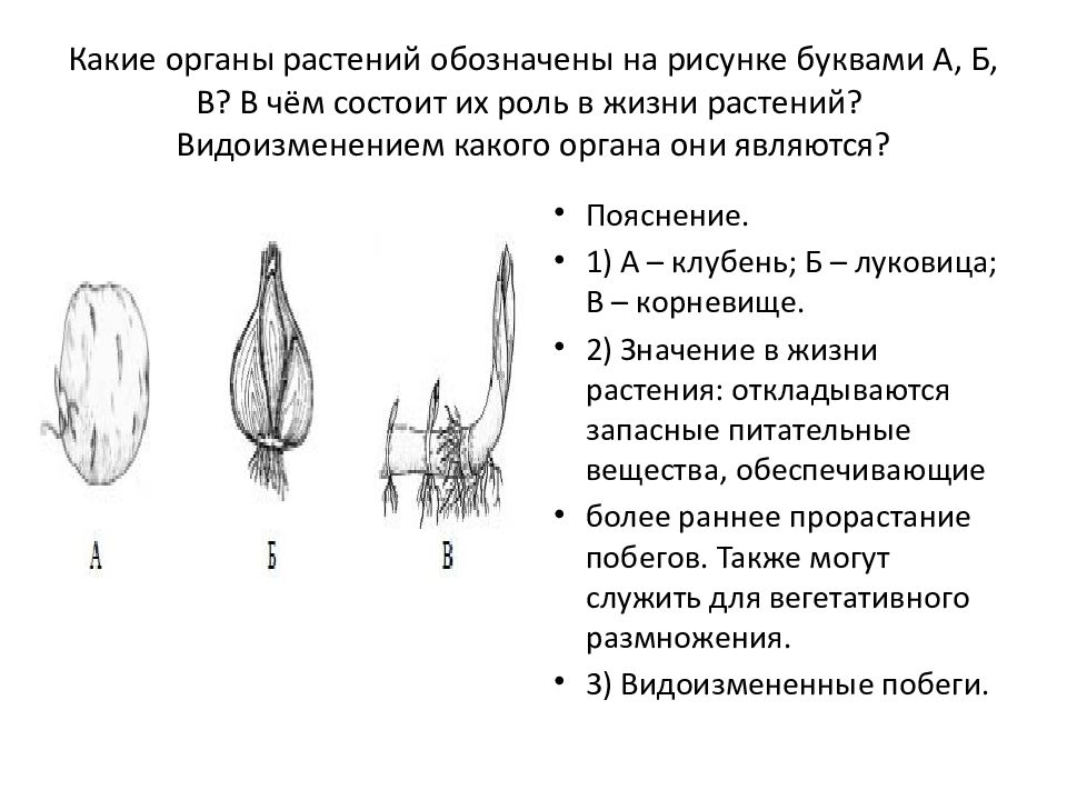 Эволюция вегетативных. Какие органы у растений. Видоизменения органов растений. Половые органы растений. Органы растений обозначены на рисунке буквами а б в.