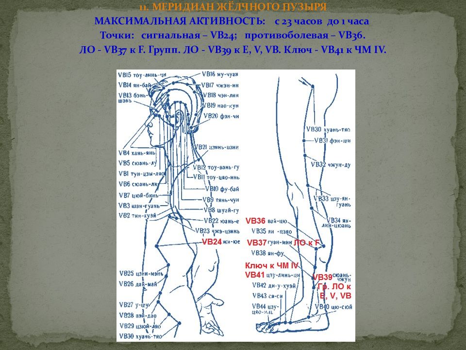 Точки час. Чжень Цзю меридианы. Чжень-Цзю терапия точки. Vb39 точка. Vb 39 точка акупунктуры.