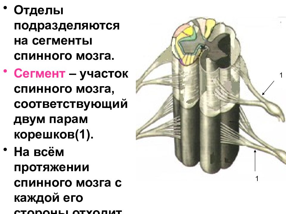 Презентация по биологии спинной мозг