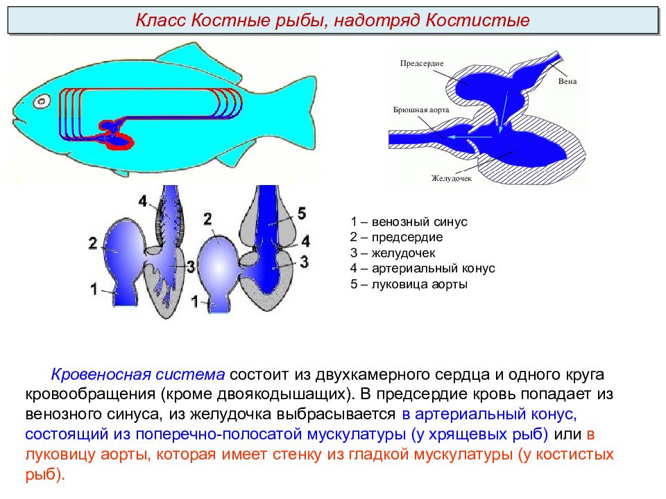 Какое сердце имеет рыбы. Артериальная система костных рыб. Сердце хрящевой и костистой рыбы. Кровеносная система хрящевых и костных рыб. Строение сердца костистых рыб.