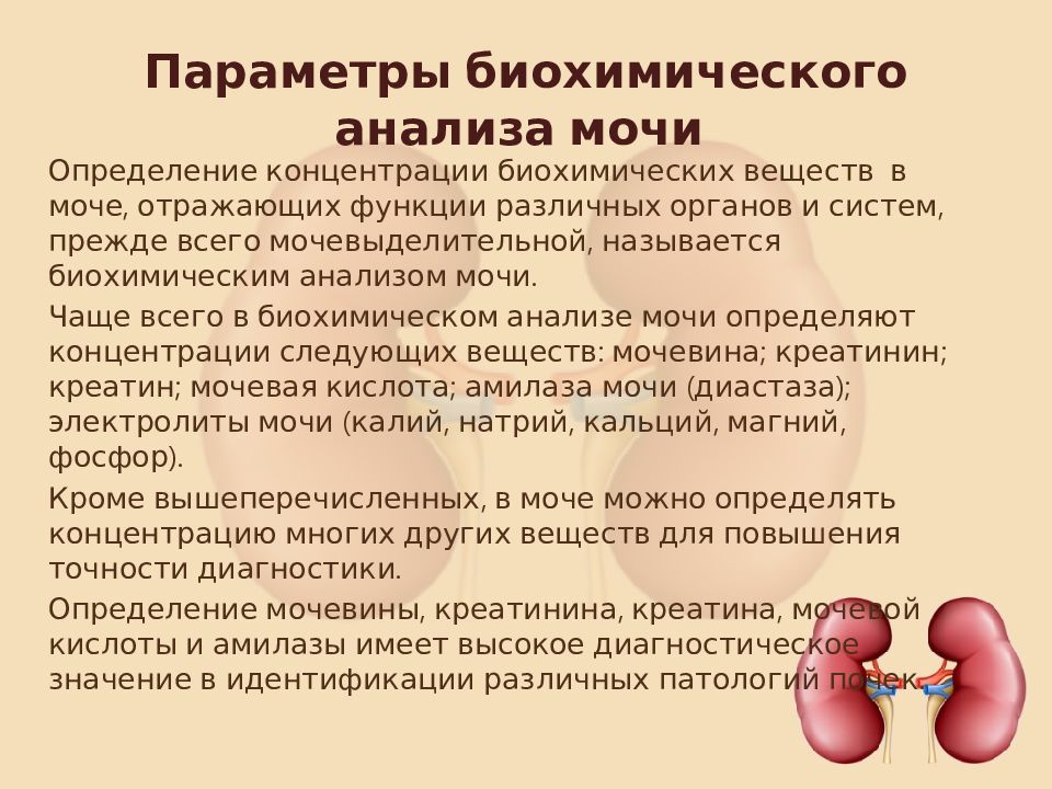 Заболевание почек креатинин. Креатинин и мочевина в почках. Креатинин при заболеваниях почек.