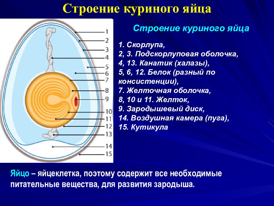 Схема куриного яйца