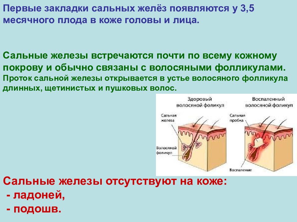 Сальные железы. Заболевания сальных желез. Патология сальных желез.