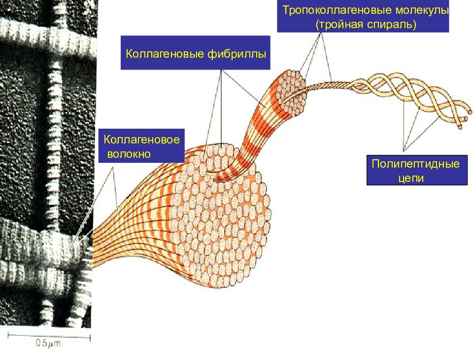 Коллагеновые волокна картинка