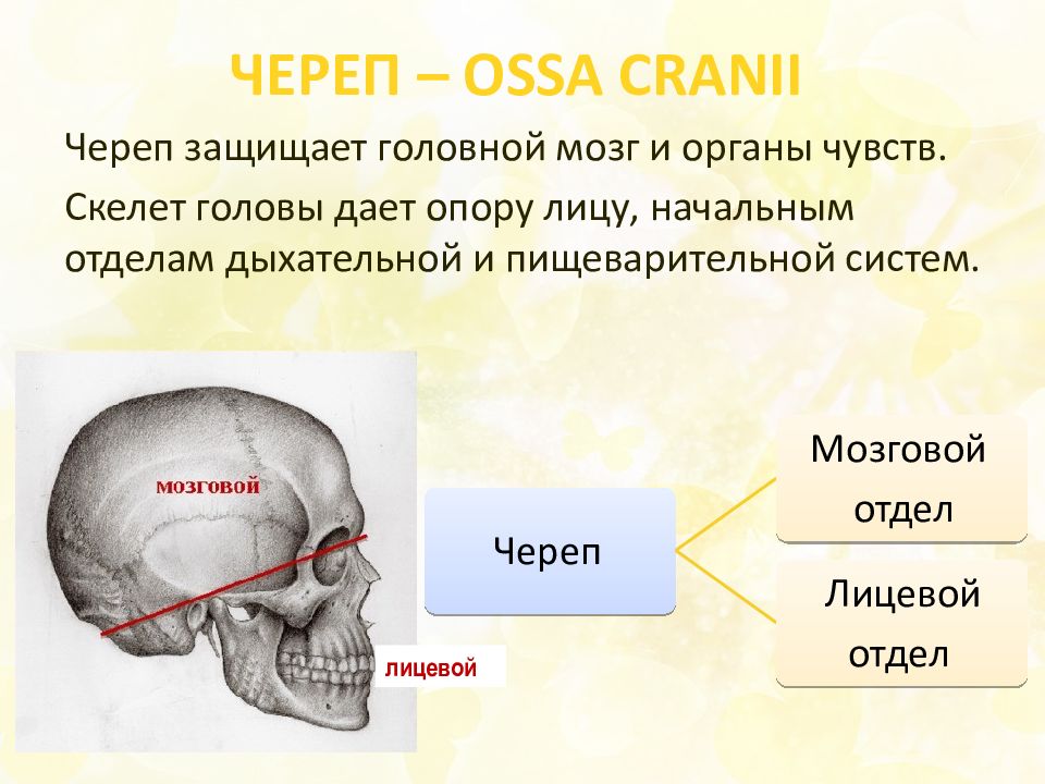 Кости мозгового отдела черепа