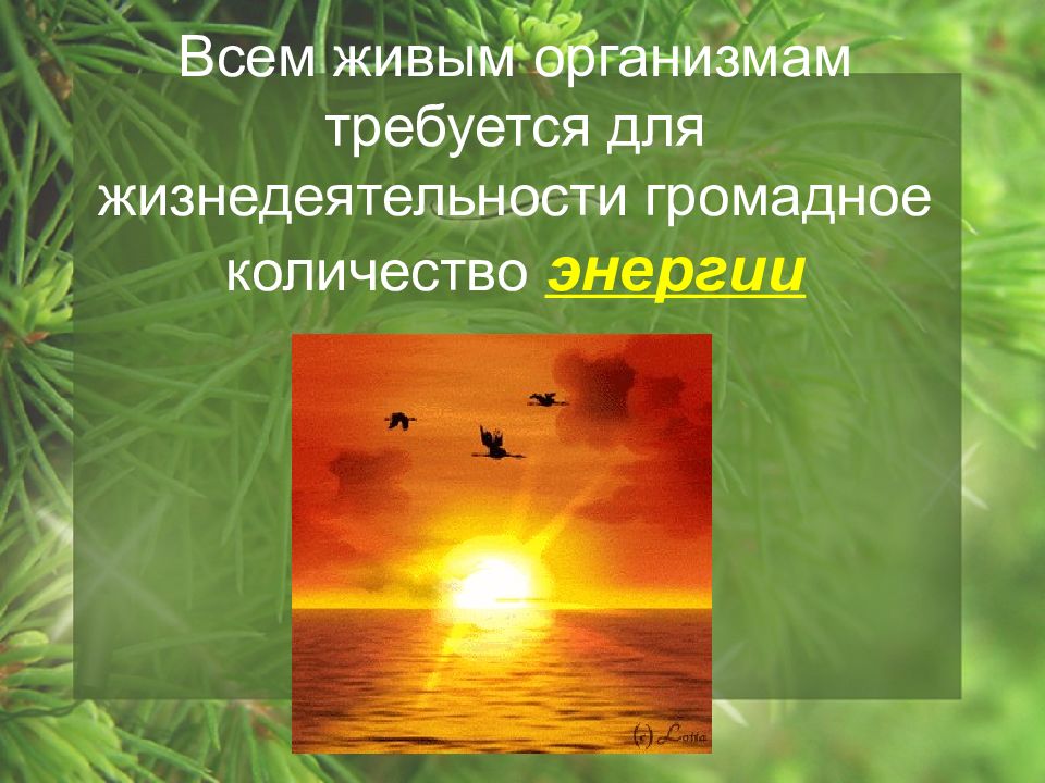 Роль света в жизни живых организмов. Энергия живых организмов. Возвращают ли живые организмы вещества в окружающую среду. Возвращают ли живые организмы вещества в окружающую среду примеры.